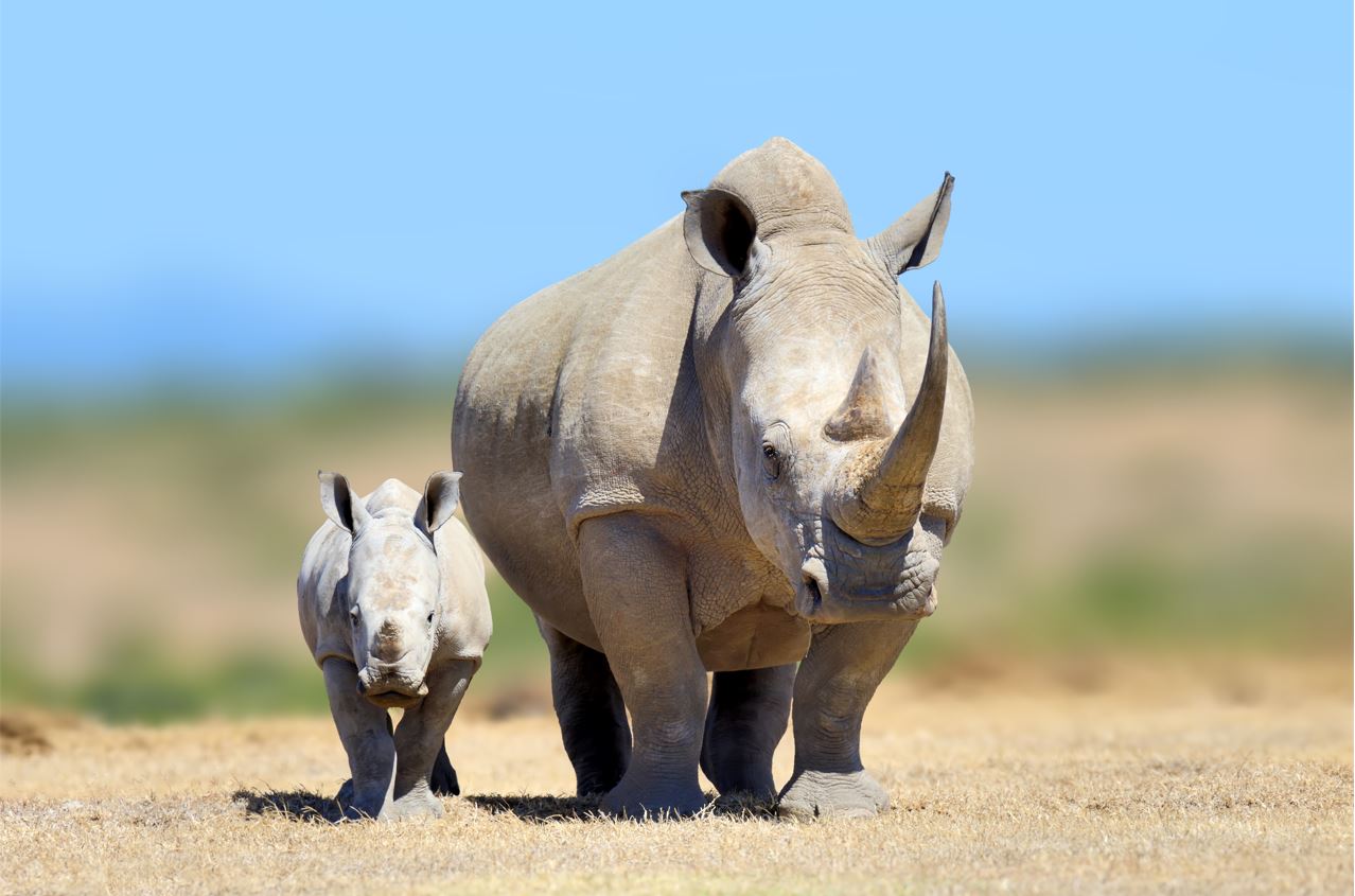 Rhinoceros are an example of endangered species that are the focus of wildlife conservation.